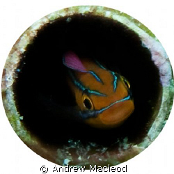 not a great photo, but i wanted to test the round frame. ... by Andrew Macleod 